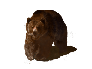 persia-bear